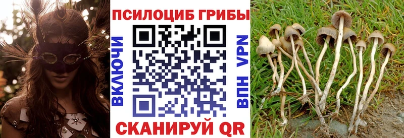 Псилоцибиновые грибы мицелий Купить закладки Приозерск